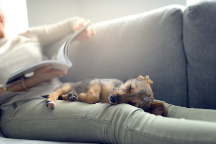 Hundebetten für kleine Hunde