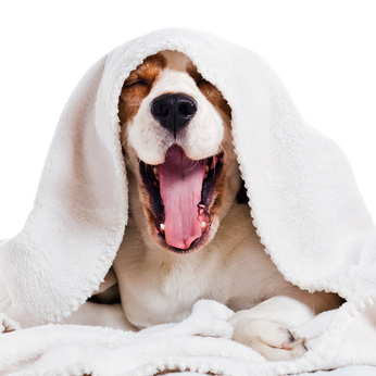 Hundebetten - Hunde Schlafen HUndebetten - Hunde Schlafen