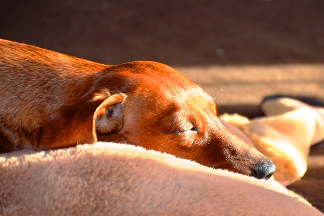 das richtige hundebett finden das richtige hundebett finden