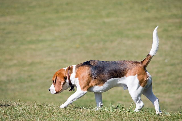 Beagle Hundebett Beagle Hundebett