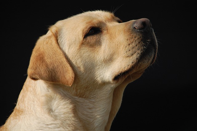 Hundebett fuer Labrador Hundebett fuer Labrador