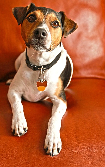 Jack Russel Hundebett Jack Russel Hundebett