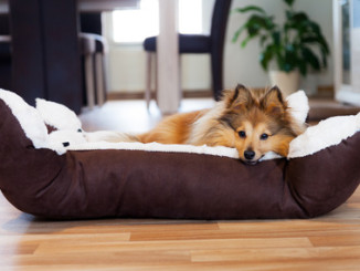 Hundebett kaufen oder selber machen